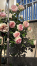 暮青暮青藤本月季薔薇花苗爬藤特大花四季開(kāi)花庭院花卉植物濃香 粉色龍沙寶石 110CM——150CM高 曬單實(shí)拍圖