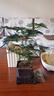 佰花錦文竹桌面盆栽新中式綠植辦公室客廳盆景茶臺臥室好養(yǎng)綠植花卉植物 【送方底座】文竹+pvc舍得盆+黑沙石鋪面 20-30cm 曬單實拍圖