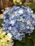 繡球花盆栽巨型無盡夏苗室內(nèi)外四季開花易活陽臺(tái)庭院耐寒花卉綠植 藍(lán)色60-80cm原土膠盆 曬單實(shí)拍圖