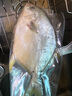 翔泰 海南大規(guī)格金鯧魚550g1條 海魚 生鮮魚類 火鍋 海鮮水產(chǎn) 曬單實(shí)拍圖