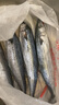 賣魚七郎 青島海捕大鲅魚整條凈重5斤（5-8條）馬鮫魚海鮮生鮮魚類 曬單實拍圖