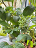 藍莓樹(shù)果苗盆栽帶果發(fā)貨陽(yáng)臺南北方種植藍莓果樹(shù)苗特大號當年結果 【精選】5年苗【F6】帶土帶葉發(fā)貨 曬單實(shí)拍圖