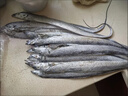 【帶魚無冰】小眼帶魚整條無冰凈重新鮮箱裝刀魚整箱海鮮水產 5斤整條帶魚【2-3條/斤】 曬單實拍圖
