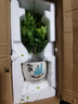 臨雅香水米蘭盆栽驅蚊驅蟲(chóng)植物好養活綠植客廳室內花卉四季米蘭花樹(shù)苗 驅蚊香水米蘭+原盆+肥料 曬單實(shí)拍圖