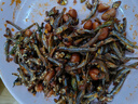 新鮮小魚(yú)干帶頭海燕魚(yú) 帶頭海燕魚(yú)500g 曬單實(shí)拍圖