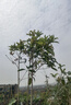 原生桂花樹苗地栽大型八月金桂丹桂四季桂品種庭院風(fēng)景樹好養(yǎng)易活 四季桂 樹狀帶土球【5cm粗1.6米高】 曬單實拍圖
