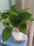 綠蘿除甲醛室內進(jìn)化空氣水培植物客廳懶人辦公室防輻射新房必備 【6盆】冠幅15cm綠蘿+早安吸水盆 曬單實(shí)拍圖