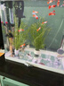 水族魚(yú)草孔雀魚(yú)下崽避難所竹節草新手水草好養耐活靜水凈水小魚(yú)缸 7多棵竹節草長(cháng)10-20cm  水袋散裝 曬單實(shí)拍圖