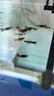 寵以沫孔雀魚(yú)純種寵物魚(yú)公母淡水熱帶繁殖下崽觀(guān)賞魚(yú)小型鳳尾魚(yú)胎生雜袍 【多種孔雀混發(fā)】8條備損1對 (2-4cm)漁場(chǎng)直銷(xiāo):包活到家 曬單實(shí)拍圖