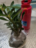 沙漠玫瑰多肉植物室內(nèi)綠植盆景多季花卉老樁小好養(yǎng)活盆栽辦公桌面 沙漠玫瑰（原土） 曬單實(shí)拍圖