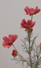 杏之淇格?；ǚ抡婕倩ㄑb飾 波斯菊插花花束餐桌永生花擺件干花客廳絹花 艷紅色-單支長(cháng)60cm 曬單實(shí)拍圖