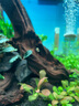 水族時光35W變頻水泵藍牙智控魚缸潛水泵小型底吸水陸兩用循環(huán)泵 曬單實拍圖