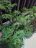 孫凱（SUNKAI）羽葉福祿桐客廳植物盆栽室內綠植發(fā)財樹(shù)樹(shù)樁四季常青 羽葉福祿桐 含盆 曬單實(shí)拍圖