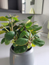 小盼菩提樹(shù)盆栽綠植物室內(nèi)花盆景辦公室桌面觀葉四季客廳好養(yǎng)活樹(shù) 特大號(hào)盼菩提（帶果發(fā)貨）紅色原盆 帶盆栽好 曬單實(shí)拍圖