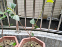 芥圃番石榴樹(shù)苗新品種 官方旗艦 嫁接西瓜芭樂(lè )紅心樹(shù)苗紅寶石番石榴苗 西瓜紅心芭樂(lè )苗【帶土帶葉發(fā)貨】 2年苗  高度：60公分左右 曬單實(shí)拍圖