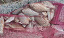 釣魚(yú)王春夏鯽魚(yú)餌料黑坑通殺鯽魚(yú)大板鯽濃腥香釣魚(yú)餌料野釣四季通殺餌料 一包【鯽魚(yú)魔餌】腥香組合 曬單實(shí)拍圖