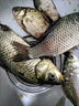 2盤釣魚線主線尼龍線拉力純進(jìn)口子線超柔軟6號(hào)大物漁線 子母線【50米+50米】具體搭配見 0.6號(hào) 曬單實(shí)拍圖
