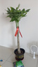 臨雅30天包活發(fā)財(cái)樹(shù)大盆栽室內(nèi)綠植客廳大型步步高招財(cái)樹(shù)植物喬遷開(kāi)業(yè) 發(fā)財(cái)樹(shù)1.3-1.4米（福字款）送土+彩帶+肥 曬單實(shí)拍圖
