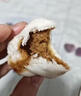 三全方便速食早餐包子早點半成品速凍包子 發(fā)面醬肉小籠包400g(約15只) 曬單實拍圖