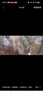 【順豐包郵】原切牛腱子肉新鮮整塊黃牛腱國(guó)產(chǎn)農(nóng)家黃牛牛肉 原切牛腱子5斤 曬單實(shí)拍圖
