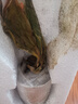 綠蔭巷子仙人掌球多肉植物盆栽室內(nèi)類(lèi)電腦桌面綠植小盆栽組合好養(yǎng)肉肉盆景 好養(yǎng)推薦【大號(hào)金冠】白瓷含托盆 含盆 曬單實(shí)拍圖