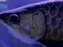 森森（SUNSUN）至臻大型魚混合飼料龍魚血鸚鵡招財發(fā)財魚地圖熱帶魚通用型 【40%粗蛋白】500g大型魚日常糧 曬單實拍圖