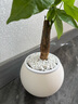 歐芽  綠植室內(nèi)小盆栽面發(fā)財(cái)樹(shù)易活四季懶人養(yǎng)的花植物幼兒園 胖發(fā)財(cái)樹(shù)+白胖吸水盆+鋪面石 曬單實(shí)拍圖