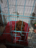 夢(mèng)茜兒純種泰迪幼犬活體寵物狗狗茶杯犬灰泰迪小狗狗貴賓犬泰迪狗幼崽 寵物級 家養款 公 曬單實(shí)拍圖