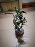 意軒火棘苗 火棘樹苗火棘沙棘盆景盆栽樹樁觀果植物陽(yáng) 3年苗(當(dāng)年結(jié)果帶土球發(fā)) 曬單實(shí)拍圖