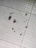 YUGO日本蟑螂藥家用神器強力特效全窩端除滅一窩蟑螂殺蟲(chóng)劑蟲(chóng)卵雙殺 2盒裝/12枚【全屋無(wú)蟑螂 連環(huán)滅殺】 曬單實(shí)拍圖