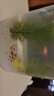 寵小帥手提生態(tài)瓶免換水免打理全套diy透明材料微景觀防摔桌面觀賞魚缸 白沙生態(tài)瓶【斑馬魚】 曬單實(shí)拍圖