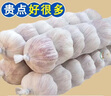 大蒜頭出口品質(zhì)網(wǎng)兜紫蒜蔬菜調(diào)料新鮮大果燒烤火鍋食材 【精品網(wǎng)兜裝】1斤裝 450g 曬單實(shí)拍圖