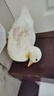 寵物小黃鴨活體小鴨子柯?tīng)桒喚W(wǎng)紅活物觀(guān)賞鴨孩子玩伴路途包活全款 寵物級柯?tīng)桒喦嗄犋?曬單實(shí)拍圖