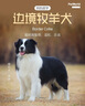 井莎 邊牧犬邊牧幼犬寵物狗活體邊境牧羊犬幼崽寵物狗狗活體小狗崽 寵物級(jí) 曬單實(shí)拍圖