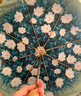范爺家 復(fù)古玫瑰雙層晴雨傘便攜折疊三折加粗防曬太陽(yáng)傘防紫外線(xiàn)遮陽(yáng)傘 雙層遮陽(yáng)傘【山茶花】 曬單實(shí)拍圖