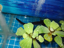 BM水芙蓉苗水浮蓮水培植物水生植物水養草池塘魚(yú)缸造景養殖凈化水質(zhì) 水芙蓉5棵 曬單實(shí)拍圖
