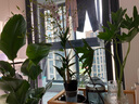 春羽綠植盆栽 室內(nèi)客廳花卉水養(yǎng)水培好養(yǎng)辦公室綠蘿春雨水培植物 水培春雨+灰色亞克力花瓶（整體高度50-60cm） 曬單實(shí)拍圖