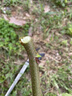 德國精工剪樹枝剪刀長桿伸縮新款高枝剪樹枝剪刀果樹高空 1米【升級款】加固桿 曬單實拍圖