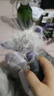富美內(nèi)特（FURminator）富美內(nèi)特梳子貓咪去浮毛底絨梳開結(jié)梳貓毛梳短毛貓大號 曬單實(shí)拍圖