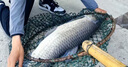 小鳳仙成品子線雙鉤手工綁好魚(yú)鉤金袖魚(yú)鉤12付裝釣鯽魚(yú)魚(yú)鉤套裝 曬單實(shí)拍圖