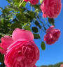 【爬墻高手】四季播薔薇花種子爬藤月季玫瑰開花不斷爬墻庭院花卉 1包約1000粒（送1袋肥料） 曬單實(shí)拍圖