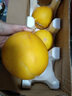 黃河甜瓜新鮮哈密瓜10斤正宗陜西現(xiàn)摘香瓜當季整箱包郵黃哈密瓜 凈重4.5-5斤 曬單實拍圖