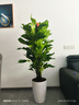 大葉綠蘿柱盆栽大型綠植物辦公室內高級感客廳落地招財綠羅好養活 【A級品質(zhì)】大葉綠蘿柱1.4-1.6米+智能吸水盆 曬單實(shí)拍圖