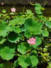 YiNO荷花池除藻神器魚(yú)塘綠水去綠青藍(lán)苔劑生物凈水素不傷蝦室戶(hù)外庭院 300ml 1瓶 【一滴滅苔藻】 曬單實(shí)拍圖