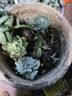 百潮盛金錢木盆栽招財植物多肉老樁室內(nèi)客廳辦公室桌面四季好養(yǎng)綠植花卉 小金錢木【小苗】 曬單實(shí)拍圖