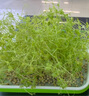 北蔬 水培芽苗菜蔬菜種子豆芽菜豆苗四季栽培 白豌豆芽苗菜種子500g 曬單實拍圖