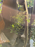 花喜鵲脆皮金桔樹(shù)苗帶果發(fā)貨盆栽純甜蜜糖金桔苗可食用橘子樹(shù)苗室內四季 九年金桔壯苗盆栽 曬單實(shí)拍圖