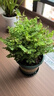湘萂園鐵線蕨盆栽蕨類植物四季常綠觀葉綠植耐陰好養(yǎng)活吸甲醛 大盆鐵線蕨【高25-30厘米】加侖盆 曬單實(shí)拍圖