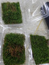 昂啟苔蘚微景觀鮮活青苔細(xì)羽蘚微造景水陸缸假山盆栽迷你植物盆景鋪面 細(xì)羽苔蘚10盒（鮮活8cm*11cm） 曬單實拍圖