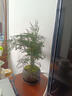 八芽文竹盆栽植物室內(nèi)客廳中式禪意盆景好養(yǎng)綠植辦公室擺件創(chuàng)意花卉 蓮花盆文竹（帶密胺托） 帶盆栽好 曬單實拍圖